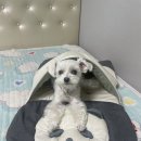 올투디자인 | [올투펫] 강아지 고양이 숨숨집을 찾는다면 올투펫 하우스 판다 숨숨집