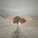 봉황대고분 | 경주 눈 오는 날 대릉원 풍경｜눈 덮인 왕릉 고분 설경 후기