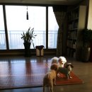 부르주화 펫 이미지