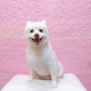 예쁘다 펫살롱 이미지