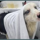 그린펫그루밍 이미지