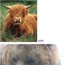 산곡 애견사랑 이미지