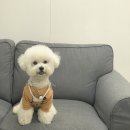 인계동 1135-12 | [수원/인계동] 끌리드네일 : 애견동반 가능한 네일맛집 재방문후기