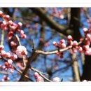 살구꽃공원 이미지