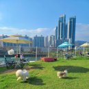 댕댕월드 이미지