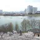 봄 Daum카페
