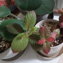 레드스타 이미지