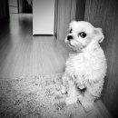 콩쥐