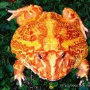 금두꺼비 이미지