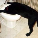 반포자이동물병원 이미지