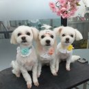 개깎는중 이미지