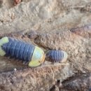 엠버농장 이미지