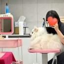 그루밍 샵 제제 네이버블로그