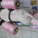 속초동물의료센터 이미지