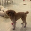 리틀미코노스4 이미지