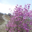 150422 신불산(배내고개-배내봉-간월산-신불산-영축산-지산마을) 이미지