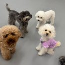 밤밤 애견유치원 이미지