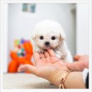 온사랑펫 | 관악구강아지분양 드디어 우리 집에 온 사랑스러운 아기! 유앤미펫시흥점 후기