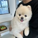 유앤퍼피 이미지