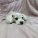 구칠사 네이버블로그