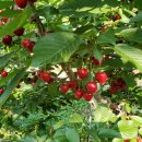 지리산황금농장 이미지