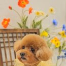 Mucca(무카) 이미지