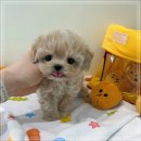 향기펫샵 이미지