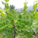 율산농장 이미지