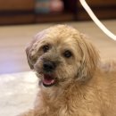 도그마캣영종도운서점