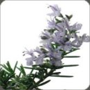 로즈마리 이미지