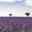 라벤더 이미지