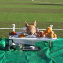 2017년도 부산수영중학교 축구부 안전기원 고사제-현판식,운동장,숙소개소식--1 이미지