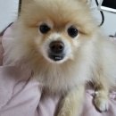 Grooming574 | 광주 남구 효천 애견미용전문 &lt;그루밍574&gt;