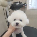 화려하개 이미지