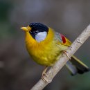 Silver-eared Mesia 은괴메시아 이미지