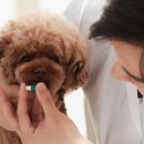 하이 동물병원 이미지