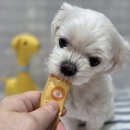 멍스펫 | 강아지 츄르 추천 메타멍스 영양 간식 기호성부터 성분까지 솔직 후기