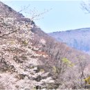 해안동 왕벚나무 이미지