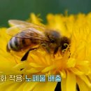 우리민들레약국 이미지