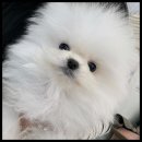 강아지분양 고양이분양 멍앤냥 수원점 이미지