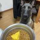 고메네 수제간식 | 부산 남포동 수제간식집 : 내돈내산 강아지 케이크 [고메네수제간식]