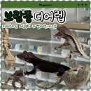 이상한파충류 | [디어렙] 세종 파충류샵, 크레스티드 게코부터 카멜레온까지 깔끔한 샵에서 만나고 온 솔직후기