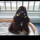 우리집막내 이미지