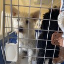 댄디농장 이미지