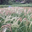 영월초등학교 이미지