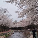 성내천의 벚꽃이 만개했네요 이미지