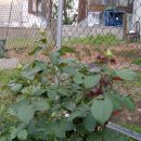 텃밭약국 이미지