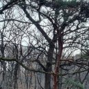 팔공산올레길 5코스 이미지