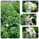 감자꽃필무렵 이미지