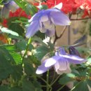 안락2동-4 이미지